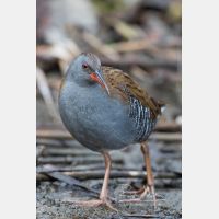 3632 x 5448 Px   _RM_161223_MG_1071.jpg