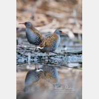 3648 x 5472 Px   _RM_161223_MG_1582.jpg