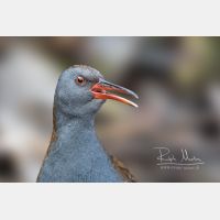 3649 x 2433 Px   _RM_161223_MG_1079_b.jpg