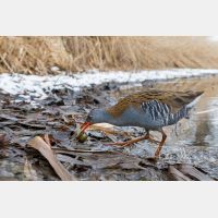 3754 x 2503 Px   _RM_170114_MG_4061.jpg