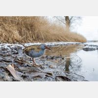 3886 x 2591 Px   _RM_170114_MG_4192.jpg