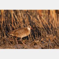 3888 x 2592 Px   _RM_20110723_MG_7872.jpg