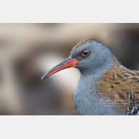 4054 x 2703 Px   _RM_161223_MG_1061_b.jpg