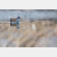 4362 x 2908 Px   _RM_161223_MG_1584.jpg