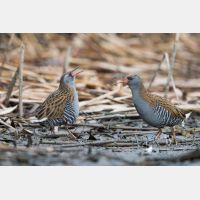 4483 x 2989 Px   _RM_161223_MG_1436.jpg