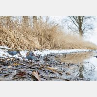 4494 x 2996 Px   _RM_170114_MG_3981.jpg