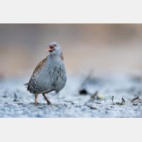 4613 x 3076 Px   _RM_161223_MG_1477.jpg