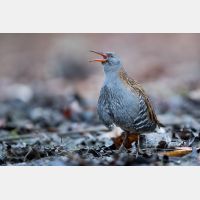 4884 x 3256 Px   _RM_161223_MG_1600.jpg