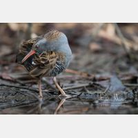 4969 x 3313 Px   _RM_161223_MG_1292.jpg