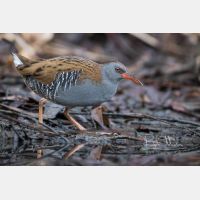 5095 x 3396 Px   _RM_161223_MG_1174.jpg