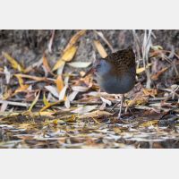 5154 x 3436 Px   _RM_161104_MG_0491.jpg