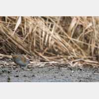 5199 x 3466 Px   _RM_161223_MG_1401.jpg