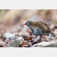 5216 x 3478 Px   _RM_161223_MG_1662.jpg