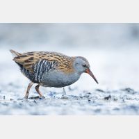 5259 x 3506 Px   _RM_161223_MG_1562.jpg