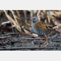 5377 x 3584 Px   _RM_161223_MG_1142.jpg