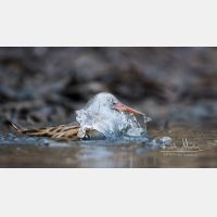 5460 x 3071 Px   _RM_161223_MG_1280.jpg