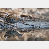 5472 x 3648 Px   _RM_161223_MG_1361.jpg