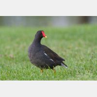 2956 x 1970_Px _RM_090429_MG_4626.jpg