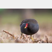 3190 x 2127_Px _RM_090317_MG_6102.jpg