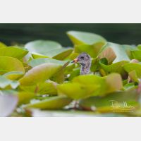 3401 x 2267_Px _RM_100615_MG_3890.jpg