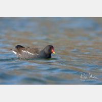 3457 x 2304_Px _RM_110302_MG_2236.jpg