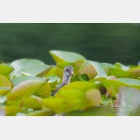 3669 x 2446_Px _RM_100615_MG_3885.jpg