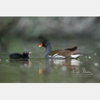 3991 x 2661 Px   _RM_200608_D2_2908.jpg