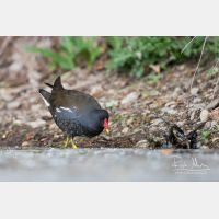 4333 x 2889_Px _RM_170513_MG_4236.jpg