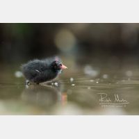 4459 x 2973 Px   _RM_200608_D2_2967.jpg