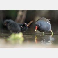 4731 x 3154 Px   _RM_200608_D2_2892.jpg