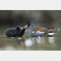 4731 x 3154 Px   _RM_200608_D2_2982.jpg