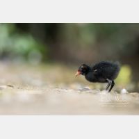 4830 x 3220 Px   _RM_200608_D2_3010.jpg