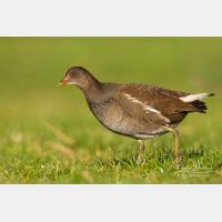 4908 x 3272_Px _RM_131230_MG_0445.jpg