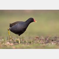 4918 x 3279_Px _RM_160308_MG_3944.jpg