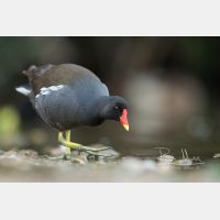 4941 x 3294 Px   _RM_200608_D2_3000.jpg