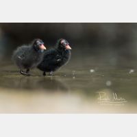 4953 x 3302 Px   _RM_200608_D2_2847.jpg