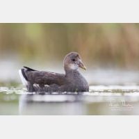 4991 x 3327_Px _RM_170817_MG_8638.jpg