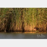 5008 x 3339_Px _RM_170817_MG_8421.jpg