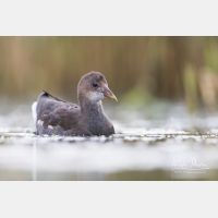 5144 x 3430_Px _RM_170817_MG_8642.jpg