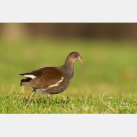 5184 x 3456_Px _RM_131230_MG_0453.jpg