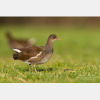 5184 x 3456_Px _RM_131230_MG_0469.jpg