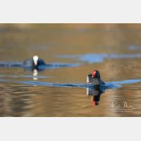 5205 x 3470_Px _RM_160314_MG_4026.jpg