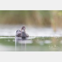 5209 x 3472_Px _RM_170817_MG_8627.jpg