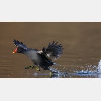 5387 x 3030_Px _RM_160314_MG_4030.jpg