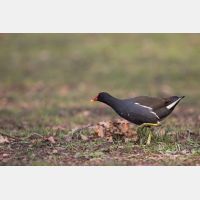 5453 x 3635_Px _RM_160308_MG_3933.jpg