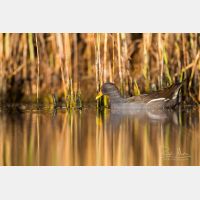 5760 x 3840 Px   __D3_6674.jpg