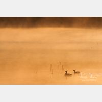 2915 x 1943_Px _RM_100409_MG_8502.jpg