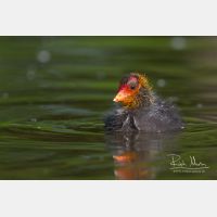 3021 x 2014_Px _RM_090517_MG_7102.jpg