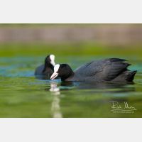 3078 x 2052_Px _RM_090421_MG_3372.jpg