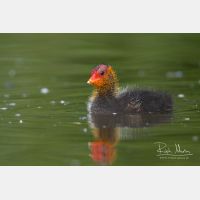 3283 x 2189_Px _RM_090517_MG_7124.jpg